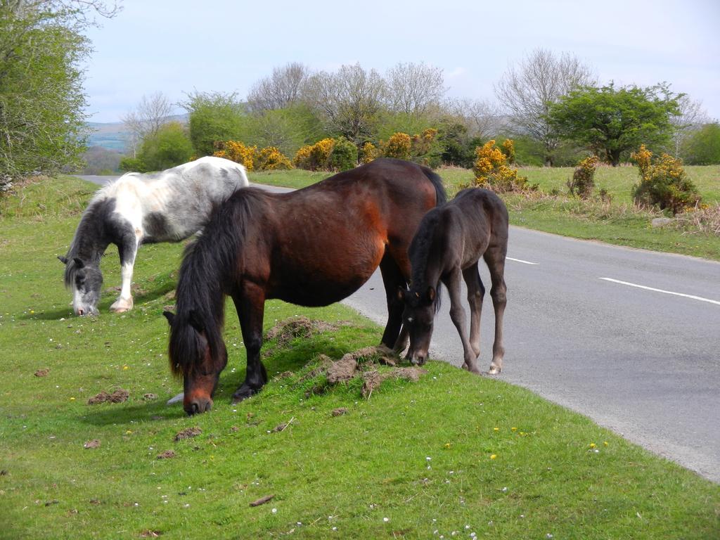 Hotel Overcombe House Yelverton Esterno foto