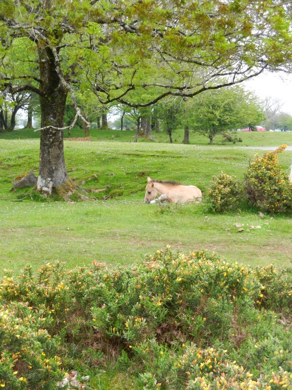 Hotel Overcombe House Yelverton Esterno foto